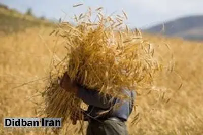 مدیرکل غله اصفهان: تمام مطالبات گندمکاران این استان پرداخت شد