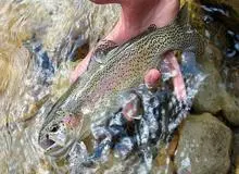 ماهی‌های قزل‌آلا در جمهوری چک به ماده مخدر "شیشه"  معتاد شده‌اند