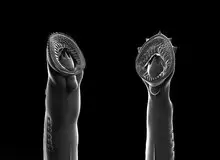 کشف خون‌آشام غول‌پیکر ۱۶۰ میلیون ساله در چین+ عکس