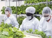 شرکت داروسازی مدیکاگو: واکسن گیاهی کرونا را ساختیم 