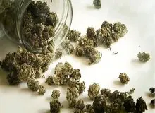 نشانه‌های ظاهری و روانی مصرف گل چیست؟