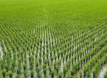 کاشت برنج در خوزستان ممنوع شد