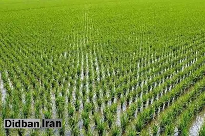 کاشت برنج در خوزستان ممنوع شد