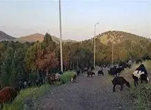 چرای گله های گوسفندان در  بوستان سرخه حصار +فیلم 