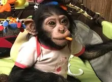 شامپانزه ایرانی کشته شد