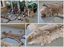 کشف و ضبط ۲۱ تاکسیدرمی حیوانات وحشی در تهران