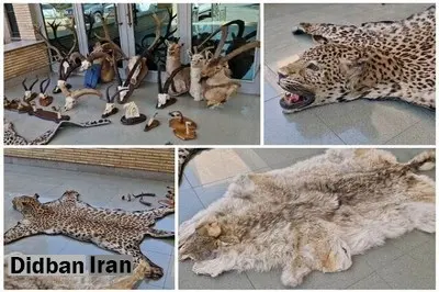 کشف و ضبط ۲۱ تاکسیدرمی حیوانات وحشی در تهران