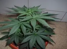 کاشت ماری‌جوآنا در پشت بام منزل مسکونی در نیاوران+ تصویر
