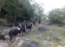 رئیس سازمان منابع طبیعی: دام‌ها، سالانه ۷۰۰ میلیون نهال را در جنگل‌های هیرکانی می‌خورند