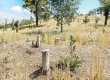 ۱۶ هکتار مساحت چیتگر خشک شد