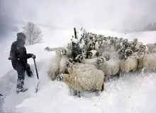 مدیریت بحران گیلان: یک دامدار در تالش حین نجات گوسفندان از خطر یخ زدگی فوت کرد / ارتفاع برف در تالش به ۷۰ سانتی‌متر رسیده