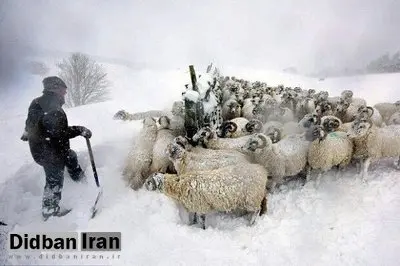 مدیریت بحران گیلان: یک دامدار در تالش حین نجات گوسفندان از خطر یخ زدگی فوت کرد / ارتفاع برف در تالش به ۷۰ سانتی‌متر رسیده