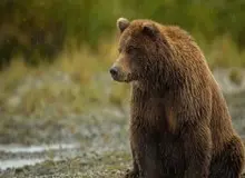 حمله خرس قهوه‌ای به یک نفر در کیاسر