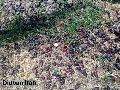 رئیس جهاد کشاورزی کرمان: بر اثر طوفان و بارندگی ۵۶ درصد خرمای جنوب کرمان نابود شد