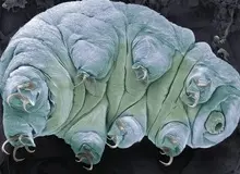 پروتئین خرس‌های آبی می‌تواند سرعت پیری را در سلول‌های انسان کاهش دهد