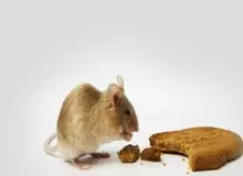  هورمون‌های گرسنگی می‌توانند روی ناحیه تصمیم‌گیری مغز تأثیر بگذارند