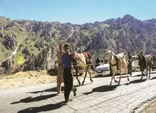 الاغ‌های قاچاقچی