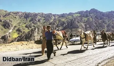 الاغهای قاچاقچی