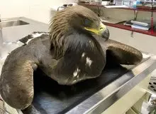 دعوای دو شکارچی بر سر پرنده شکاری به قتل ختم شد