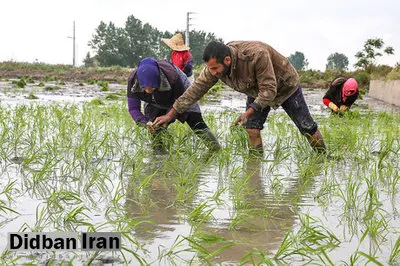 کشت برنج به جز استان‌های شمالی کشور ممنوع شد
