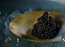 رقابت جهانی برای تصاحب بازار خاویار؛ ژاپنی‌ها استروژن‌های نر را به ماده تبدیل کردند