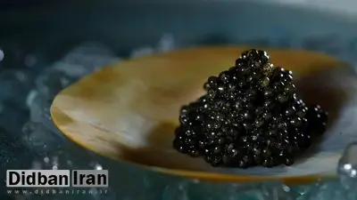 رقابت جهانی برای تصاحب بازار خاویار؛ ژاپنی‌ها استروژن‌های نر را به ماده تبدیل کردند