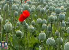 «خشخاش» چه خواصی دارد؟/ درباره خواص درمانی خشخاش بیشتر بدانید
