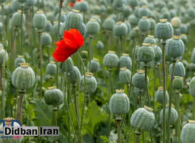 «خشخاش» چه خواصی دارد؟/ درباره خواص درمانی خشخاش بیشتر بدانید
