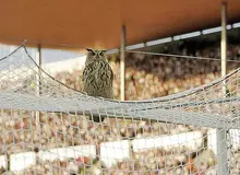 از دفن شاخ بز در زمین فوتبال تاجادوگری که دستور تعویض می داد! 