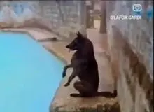 بازداشت فردی که با سگش وارد آب‌گرم بابل شده بود+عکس