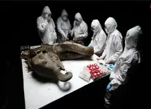 سالم‌ترین «ماموت» جهان ۱۳۰ هزارسال بعد از مرگش کالبدشکافی شد