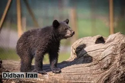 سرنوشت توله خرس گمشده پردیسان/ ضعف از ما بود که دوربین‌گذاری‌ها دقیق نبود
