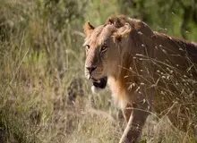 درخواست جنجالی باغ‌وحش دانمارکی: حیوانات خانگی «ناخواسته» را برای خوراک درندگان اهدا کنید
