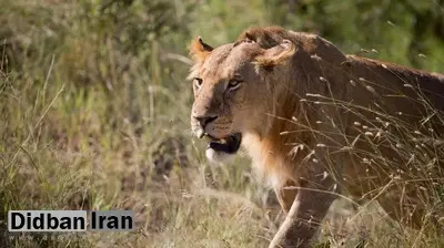 درخواست جنجالی باغوحش دانمارکی: حیوانات خانگی «ناخواسته» را برای خوراک درندگان اهدا کنید
