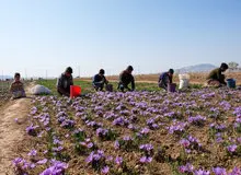 در ایران به برند زعفران کمتر بها داده می‌شود