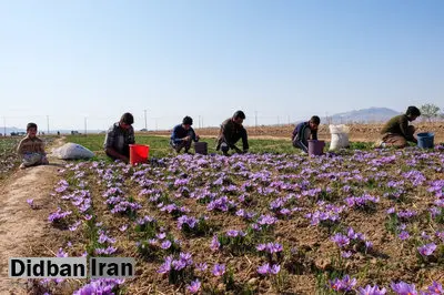 در ایران به برند زعفران کمتر بها داده می‌شود