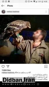 فروش عقاب به عنوان حیوان خانگی در فضای مجازی