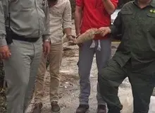 دم روباه در سایت آگهی!