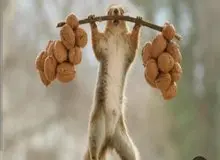 حمله سنجاب، به باغات گردوی مرغوب تویسرکان