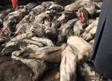 ۴۰ تن گوشت یخ‌زده در هواپیمای ارتش چه می‌کرد؟