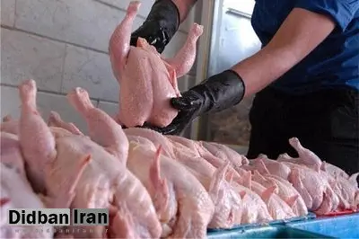 عضو اتاق بازرگانی تهران خبرداد؛ احتمال افزایش دوباره قیمت مرغ در هفته‌های آینده