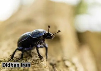 ۴۰ درصد گونه‌های حشرات در جهان رو به انقراض‌ هستند