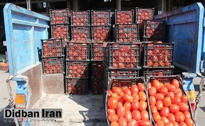 رئیس اتحادیه بارفروشان: قیمت گوجه فرنگی در ۱۰ تا ۱۵ روز آینده ۲۰ تا ۲۳ هزار تومان دیگر کاهش می‌یابد