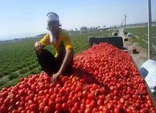 رشد ۳۱۹ درصدی قیمت گوجه فرنگی در دو سال/ گوجه رکورددار گرانی در آذر ماه شد!