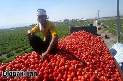 رشد ۳۱۹ درصدی قیمت گوجه فرنگی در دو سال/ گوجه رکورددار گرانی در آذر ماه شد!