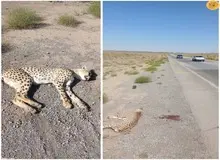 یک یوزپلنگ آسیایی دیگر در جاده کشته شد