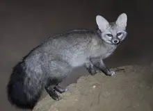  با شاه روباه، ایرانی آشنا شوید+عکس 