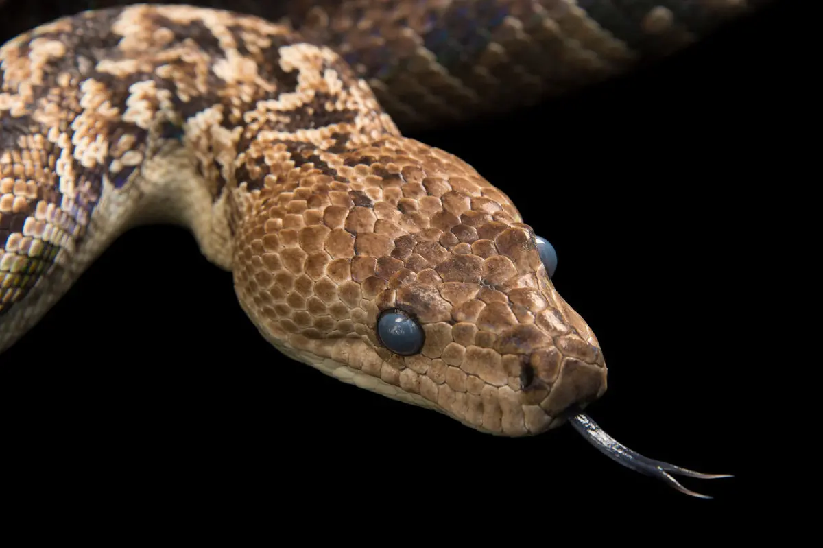 مارهای ترسناکی که مثل گرگ‌ شکار می‌کنند / آنچه در غار کشف شد، جهان را شگفت‌زده کرد