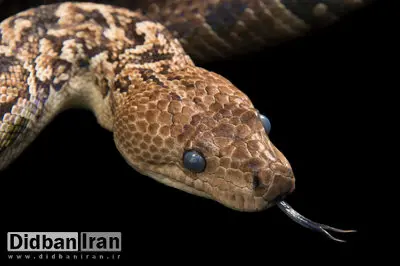 مارهای ترسناکی که مثل گرگ‌ شکار می‌کنند / آنچه در غار کشف شد، جهان را شگفت‌زده کرد