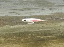 دکل‌های برق فشار قوی، عامل مرگ ٢٠ پرنده بومی در منطقه حیات‌وحش شادگان/فلامینگوها را برق می‌گیرد و می‌میرند 